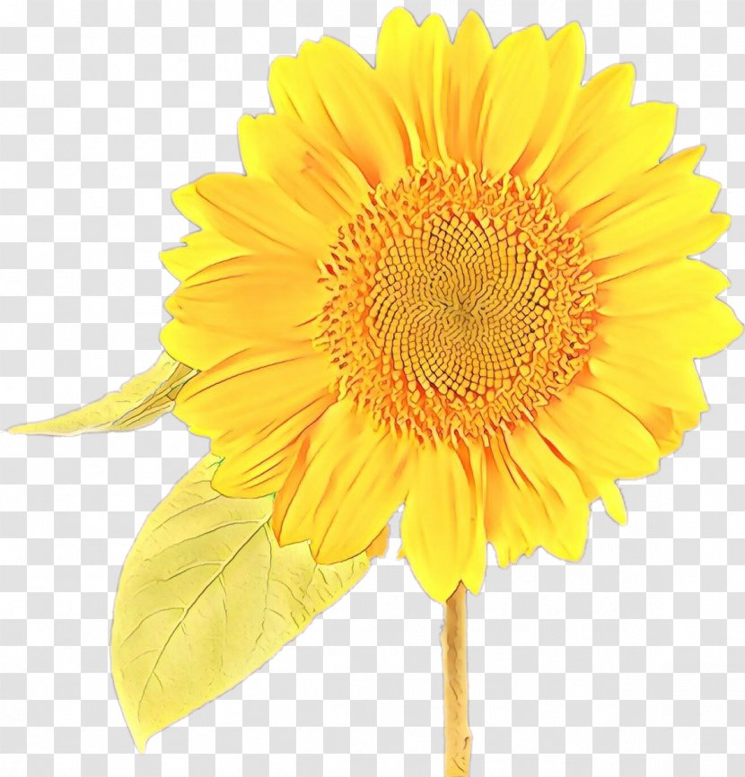 Sunflower - Cartoon - Petal Cut Flowers Transparent PNG