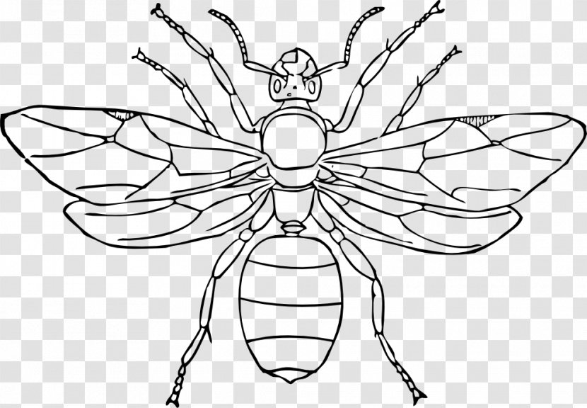 Queen Ant Line Art Drawing Insect - Coloring Book - Automate Border Transparent PNG