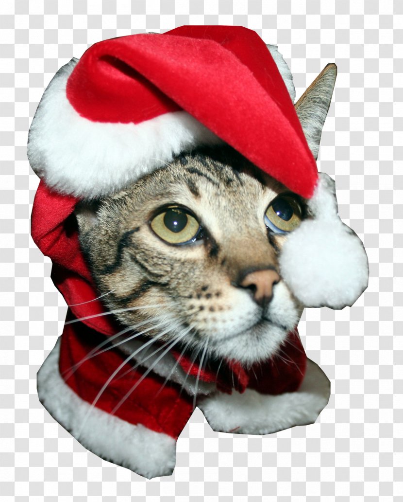 Santa Claus Whiskers Kitten Savannah Cat Greeting & Note Cards - Fictional Character Transparent PNG