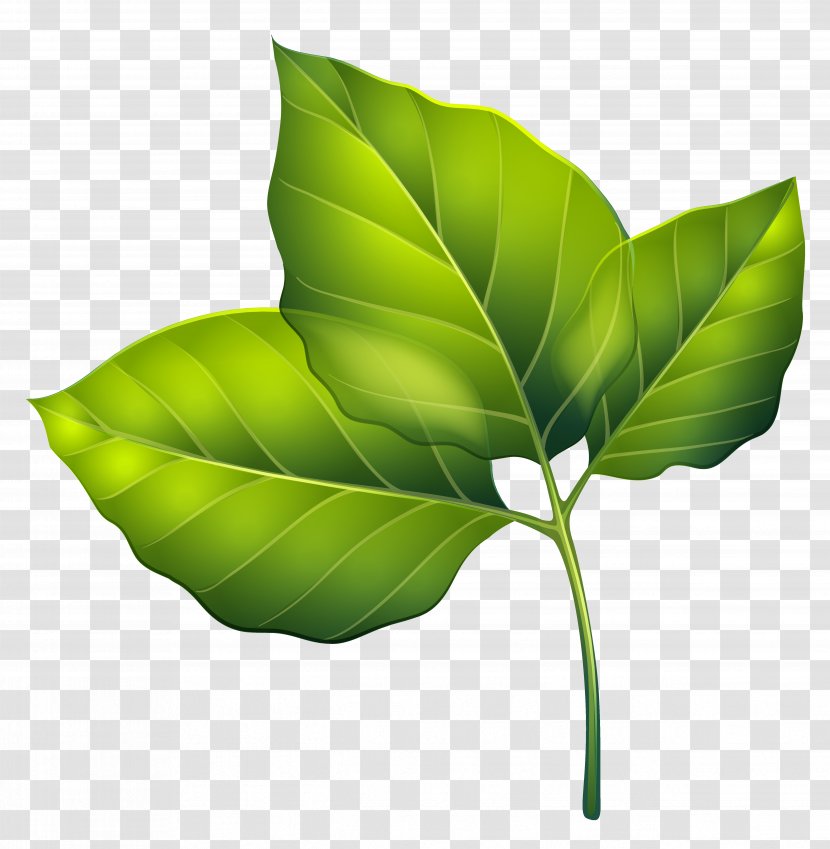 Leaf Green Clip Art - Royaltyfree - Three Leaves Clipart Image Transparent PNG