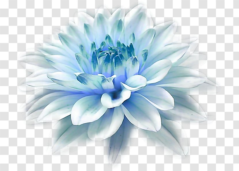 Desktop Wallpaper Butterfly 1080p Flower Transparent PNG