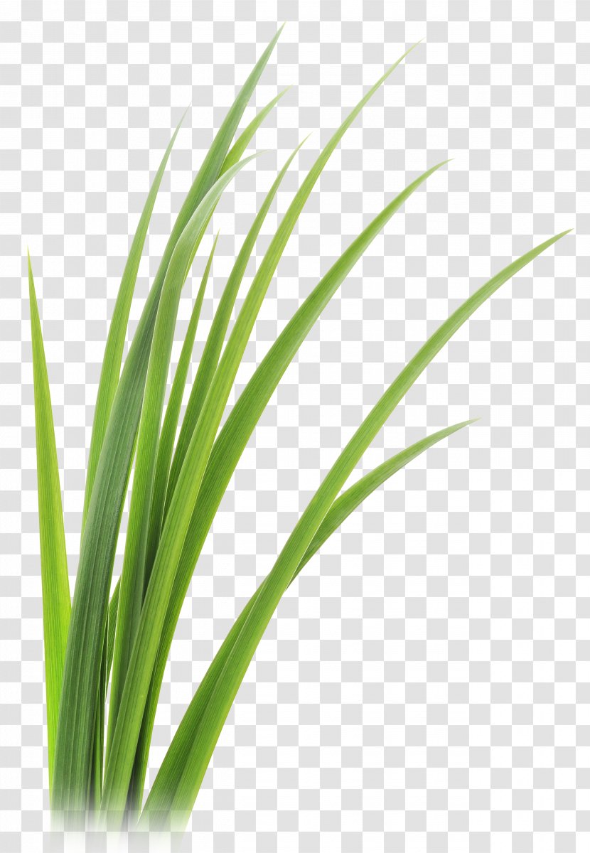 Lemongrass Vetiver Leaf Clip Art - Commodity - Grass Transparent PNG