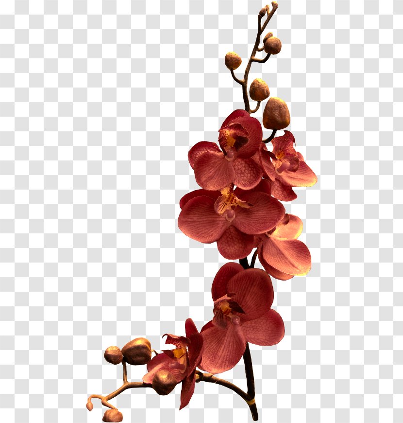 Orchids Clip Art Flower Branch Phalaenopsis Schilleriana - Of The Philippines Transparent PNG