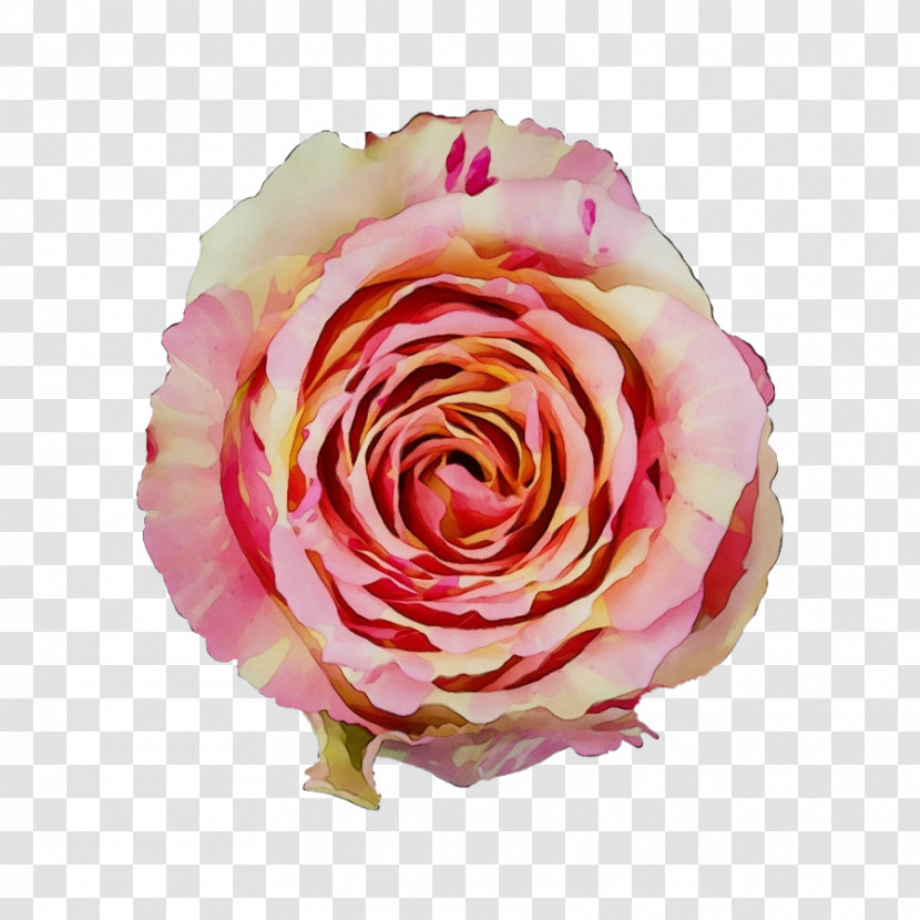 Garden Roses Transparent PNG