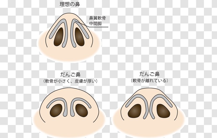 Nose Nasalis Muscle Nostril Dango Face Transparent PNG