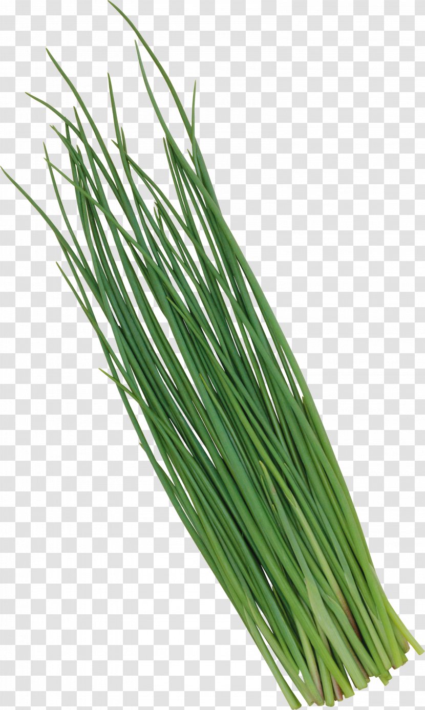 Chives Welsh Onion Garlic Vegetable Leek - Leaf Transparent PNG