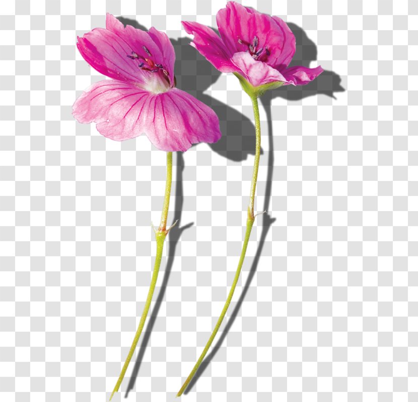 Common Hibiscus Flower Plant Stem - Slogan Transparent PNG