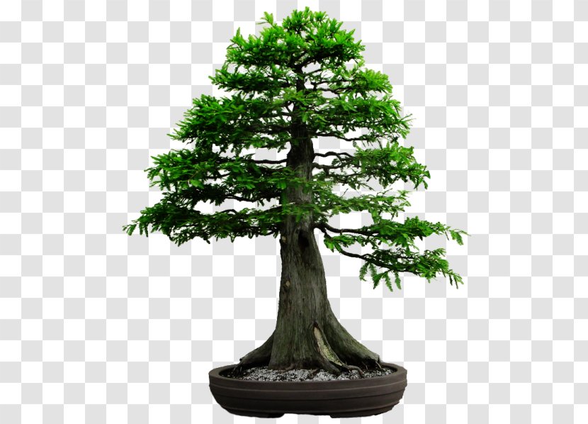 Metasequoia Glyptostroboides Bonsai Redwoods Tree Gardening - Evergreen Transparent PNG