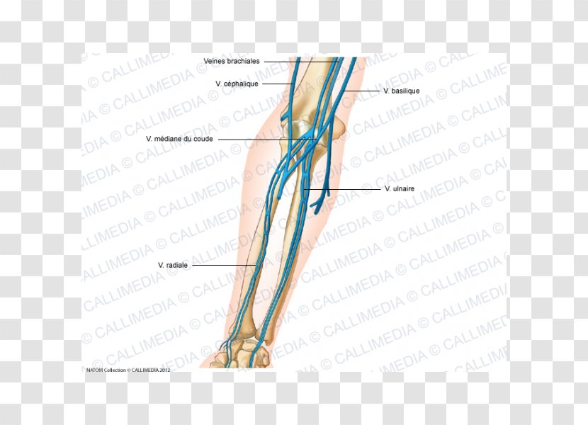 Vein Elbow Forearm Anatomy Artery - Tree - Hand Transparent PNG