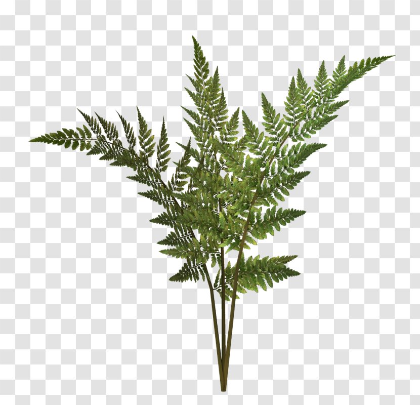 Fern Vector Graphics Plants Image - Grass Family Transparent PNG