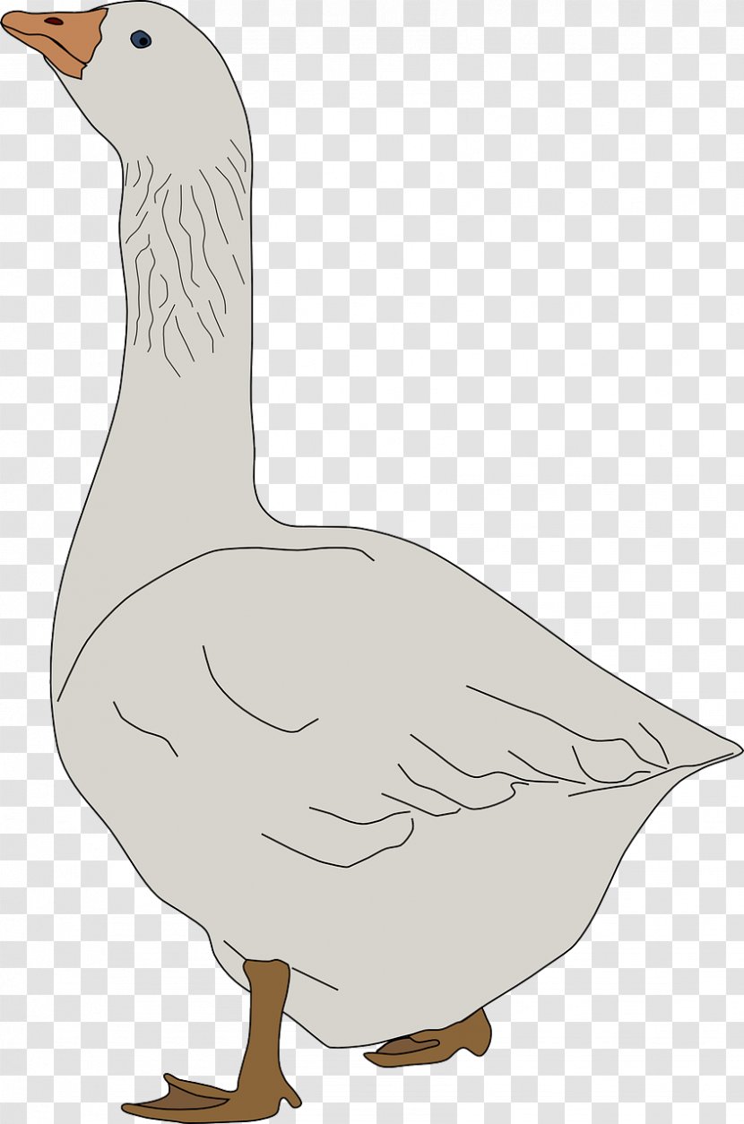 Domestic Goose Royalty-free Clip Art - Drawing - White Swan Transparent PNG