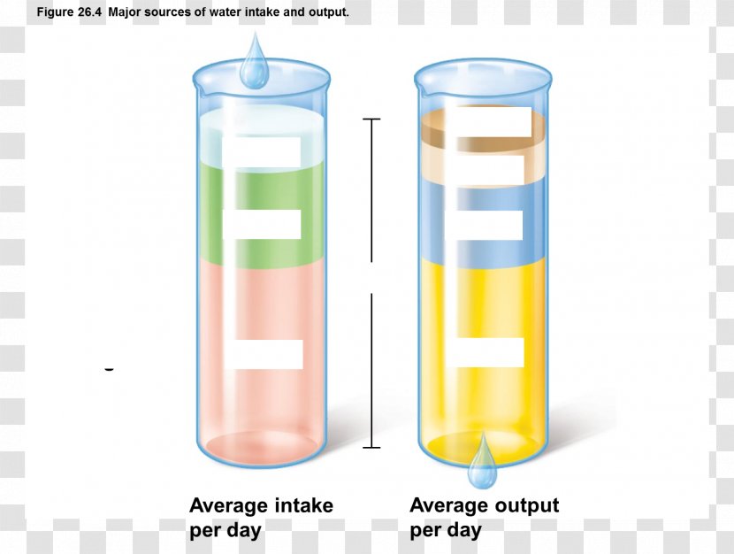 Drinking Liter Water Fluid Balance & Electrolytes: Physiology Pathophysiology - Liquid Transparent PNG
