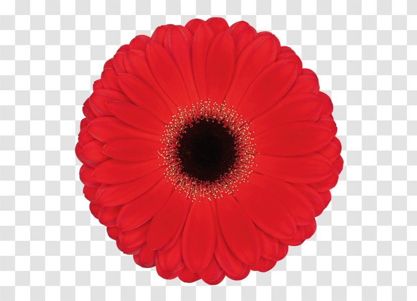 Barberton Daisy Gerbera Red Flower Petal - Coquelicot Family Transparent PNG