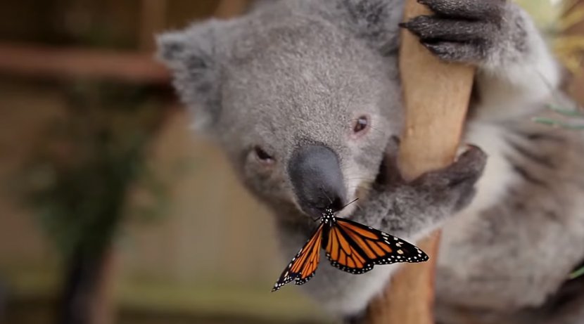 Australia Zoo Symbio Wildlife Park Butterfly Papillon Dog Koala - Photobombing Transparent PNG