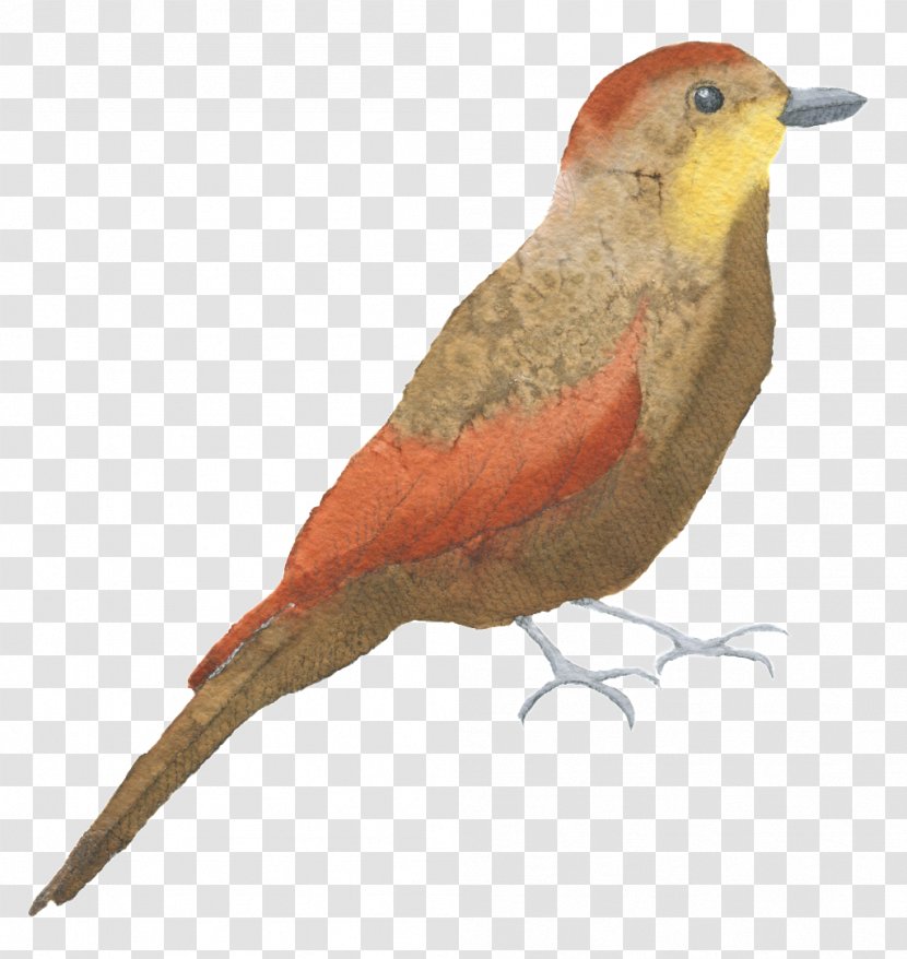 Watercolor Painting Image Bird Photograph - Beak Transparent PNG