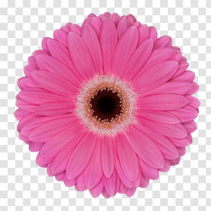 Transvaal Daisy Flower Common Pink Assortment Strategies - Cut Flowers - Gerbera Transparent PNG