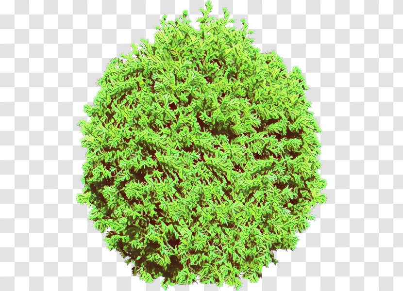 Green Plant Grass Tree Shrub - Groundcover Thuya Transparent PNG