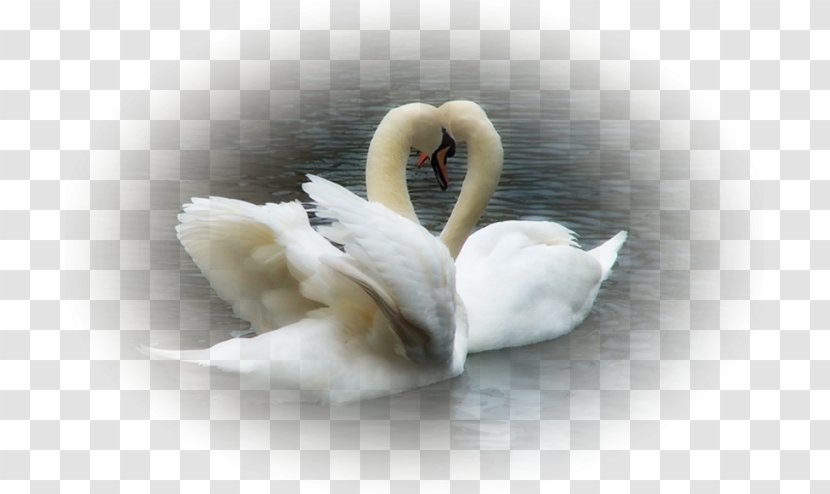 Mute Swan Bird Black Любовь уставших лебедей Oqqush - Ducks Geese And Swans Transparent PNG