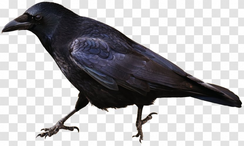 Common Raven Bird Carrion Crow Animal - Blackbird - Fish Transparent PNG
