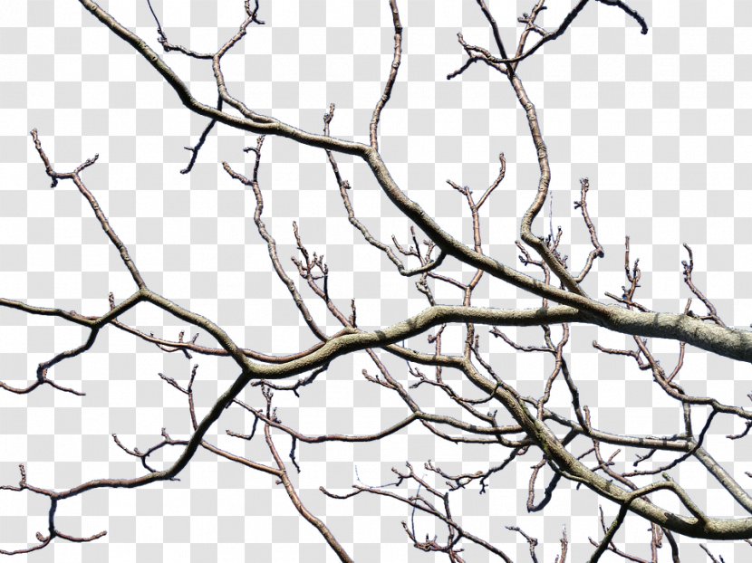 Twig Branch Tree Pruning Leaf - Silhouette Transparent PNG