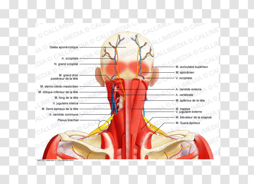 Aponeurosis Posterior Triangle Of The Neck Nerve Muscle - Silhouette Transparent PNG