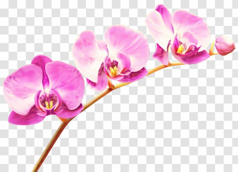 Moth Orchids Clip Art Transparency - Botany - Plant Stem Transparent PNG