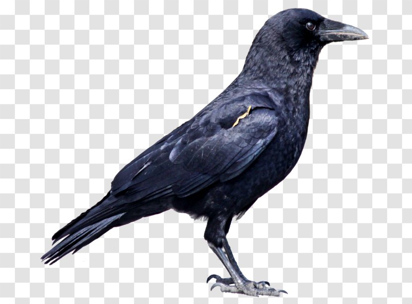 Crows Cat - Black Crow Image Transparent PNG