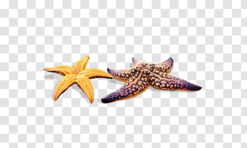 Starfish - Sea - Artworks Transparent PNG