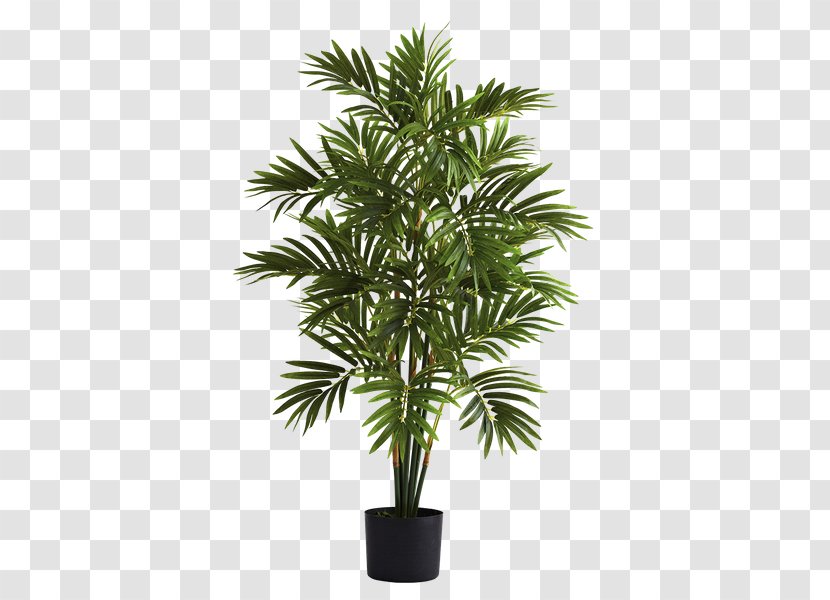 Date Tree Leaf - Sabal Palmetto - Elaeis Palm Transparent PNG