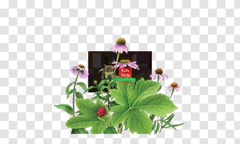 Echinacea Purpurea Herbal Tea Goldenseal Aloe Vera - Chamomile - Plant Transparent PNG