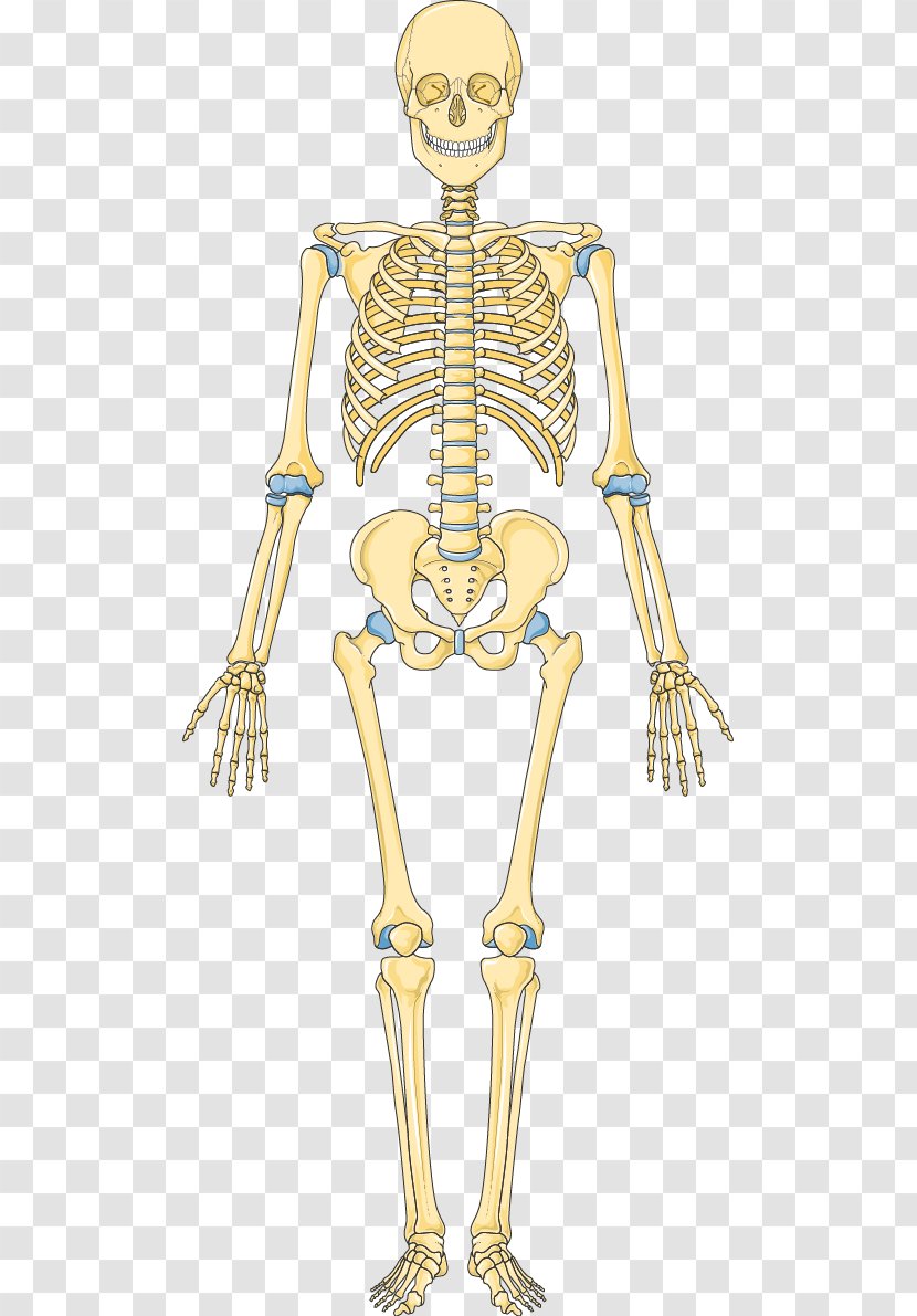 Bone Human Skeleton Hip Vertebral Column - Heart Transparent PNG