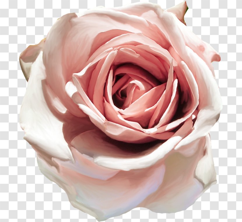 Garden Roses Cabbage Rose Floribunda Petal Cut Flowers - Flowering Plant - бежевые цветы Transparent PNG