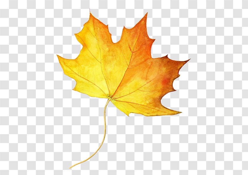 Drawing Maple Leaf Autumn Color Colored Pencil - Watercolor Leaves Transparent PNG