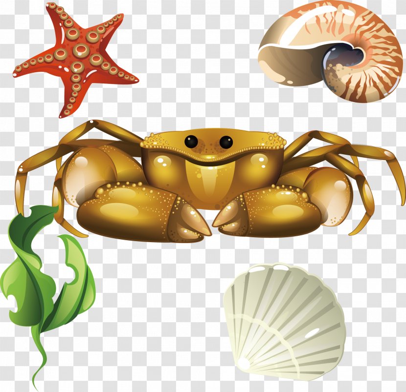 Crab Euclidean Vector Seashell - Cangrejo - Screw Coral Shells Seashells Transparent PNG