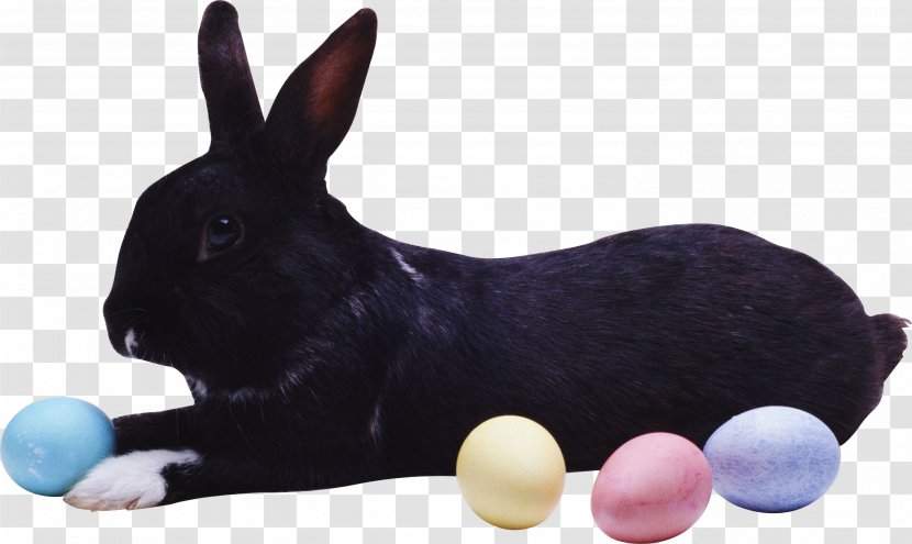 Easter Bunny Hare European Rabbit Transparent PNG