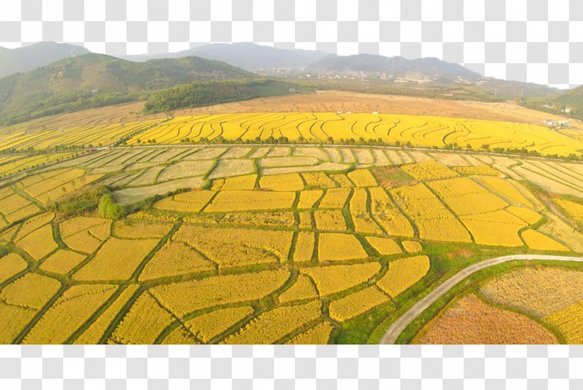 Deqing County, Zhejiang Paddy Field Huzhou Oryza Sativa - County - Neat Rice Fields Transparent PNG