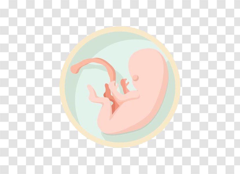 Fetus Infant Birth - Finger - The In Circle Transparent PNG