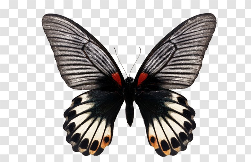 Ulysses Butterfly Papilio Polymnestor Birdwing Photography - Invertebrate Transparent PNG