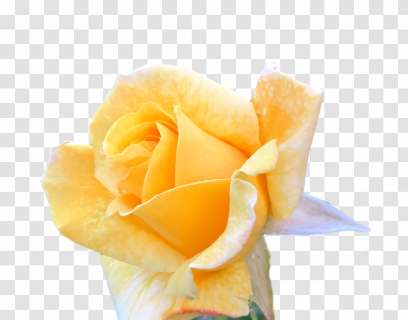 Garden Roses Transparent PNG