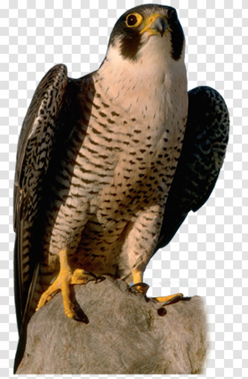 Bird Falcon - Accipitriformes Transparent PNG