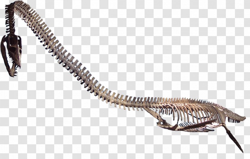 Elasmosaurus Plesiosauria Western Interior Seaway Late Cretaceous Mosasaurus - Edward Drinker Cope - Skeleton Transparent PNG