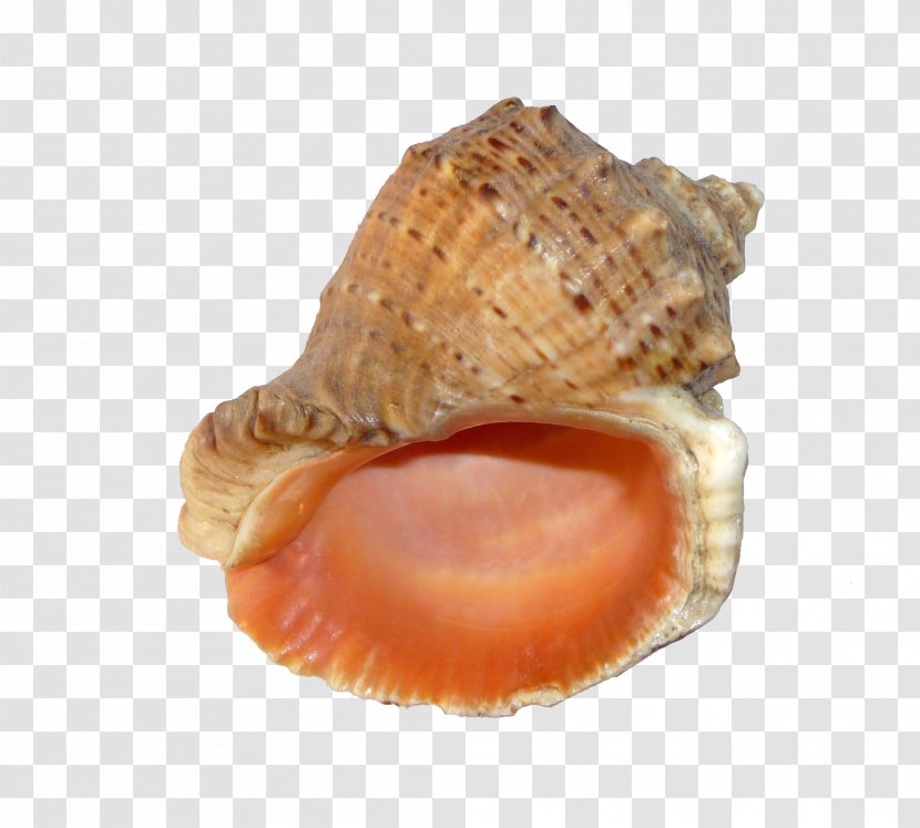 Black Sea Veined Rapa Whelk Seashell Mollusc Shell Gastropods - Rapana Transparent PNG