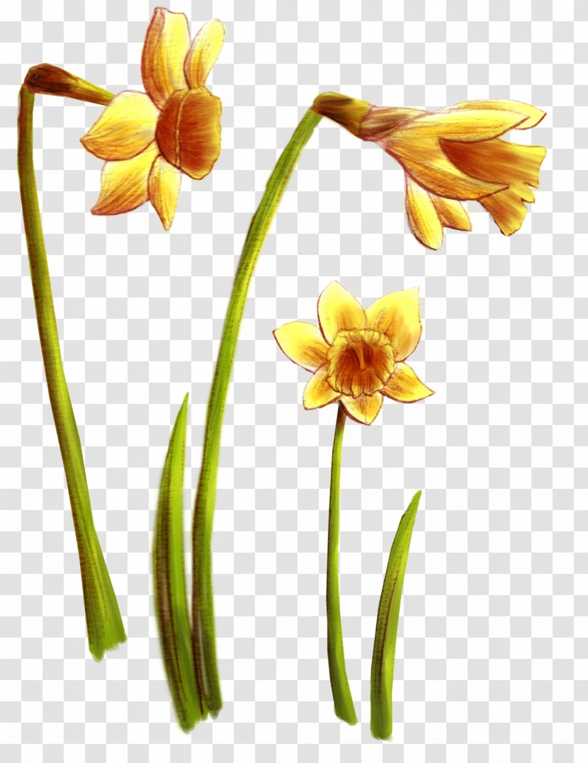 Wildflower Daffodil Cut Flowers Tulip - Plant - Flower Transparent PNG