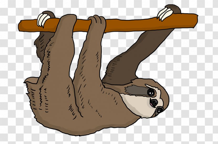 Three-toed Sloth Vector Graphics Clip Art Drawing - Shoe Transparent PNG