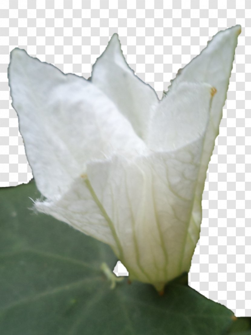 Daturas Petal Leaf Transparent PNG