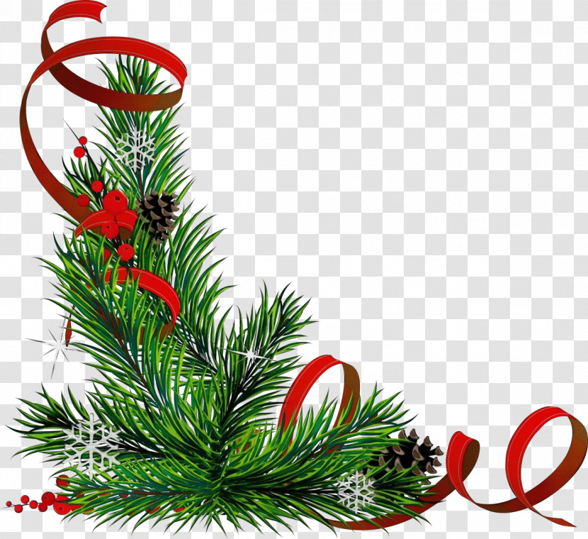 Plant Flower Oregon Pine Pine Christmas Transparent PNG