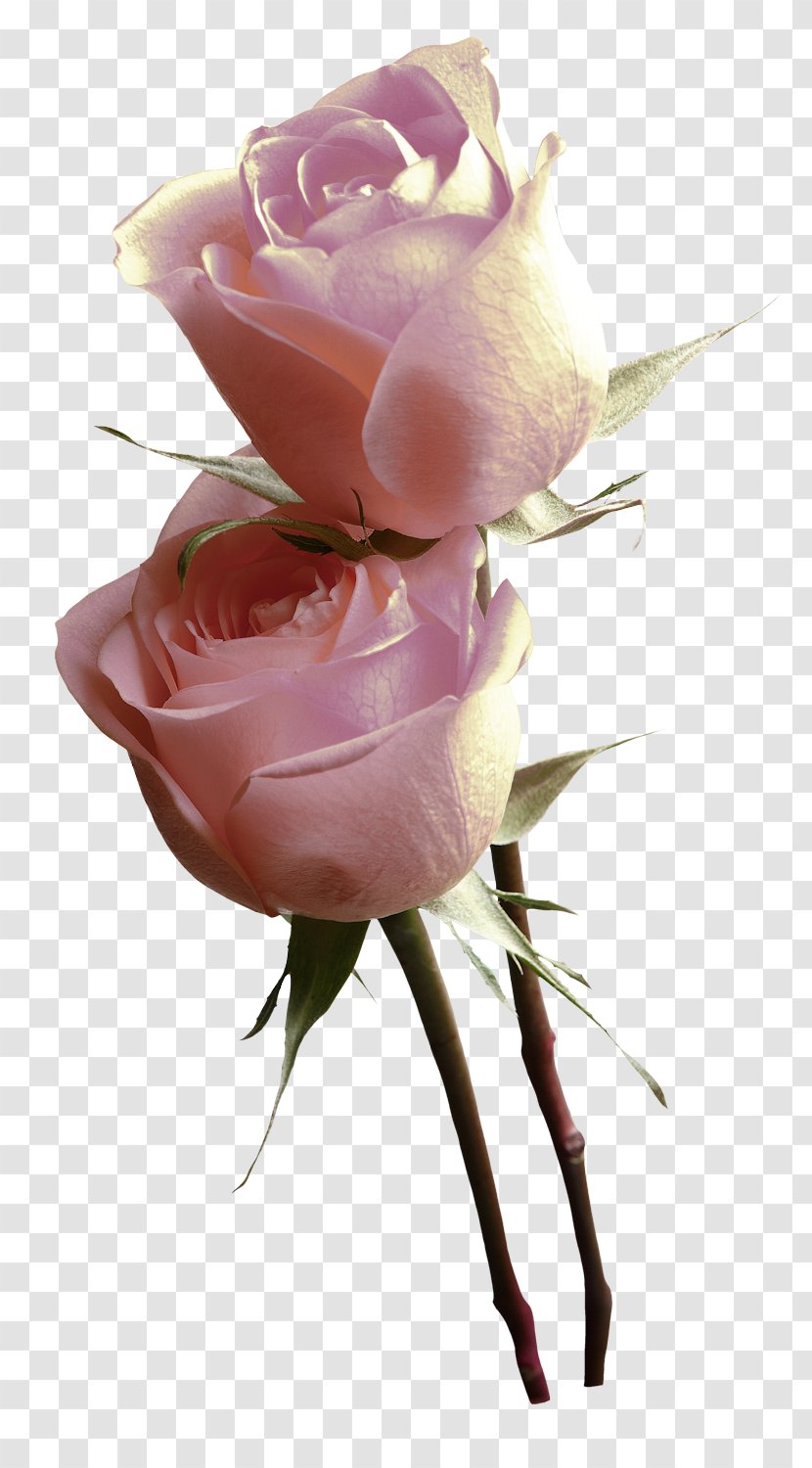 Garden Roses Pink Centifolia Poster - Flowers - Flower Rose Transparent PNG