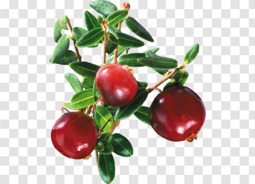 Cranberry Juice Lingonberry - Bilberry - Pomegranate Fruit Transparent PNG