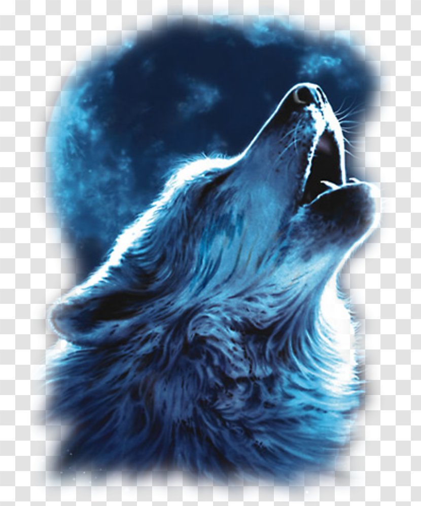 Gray Wolf Nation: The Life, Death, And Return Of Wild American Wolves Drawing Lone - Carnivoran - Karma Transparent PNG