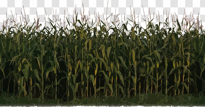 Maize Sweet Corn Crop - Plant Image Transparent PNG